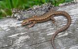 Salamander