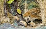 Braunbrustigel Tiere der Schweiz