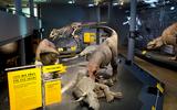 Szenografie T.rex