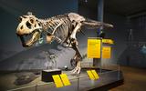 Szenografie T.rex