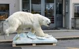 Eisbär ins ALPS!