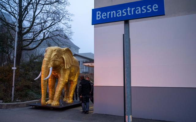 Das NMBE-Maskottchen Caruso in neuem Glanz