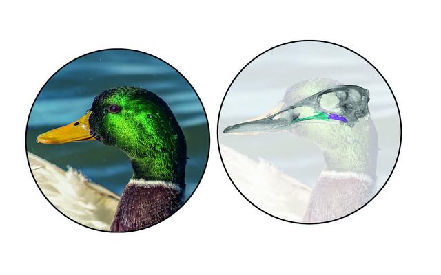 Vogelstudie
