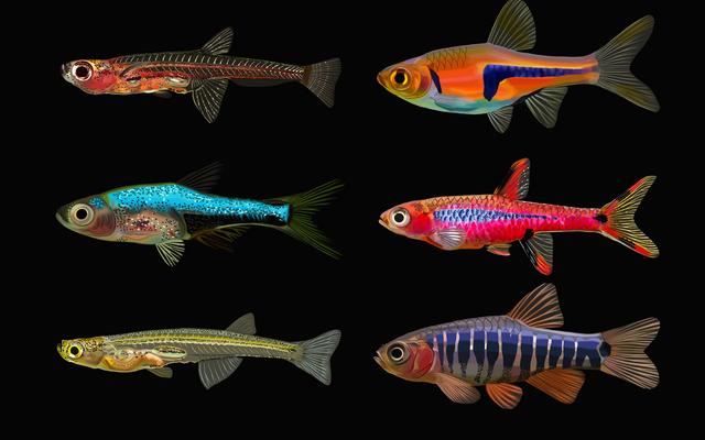 Fische