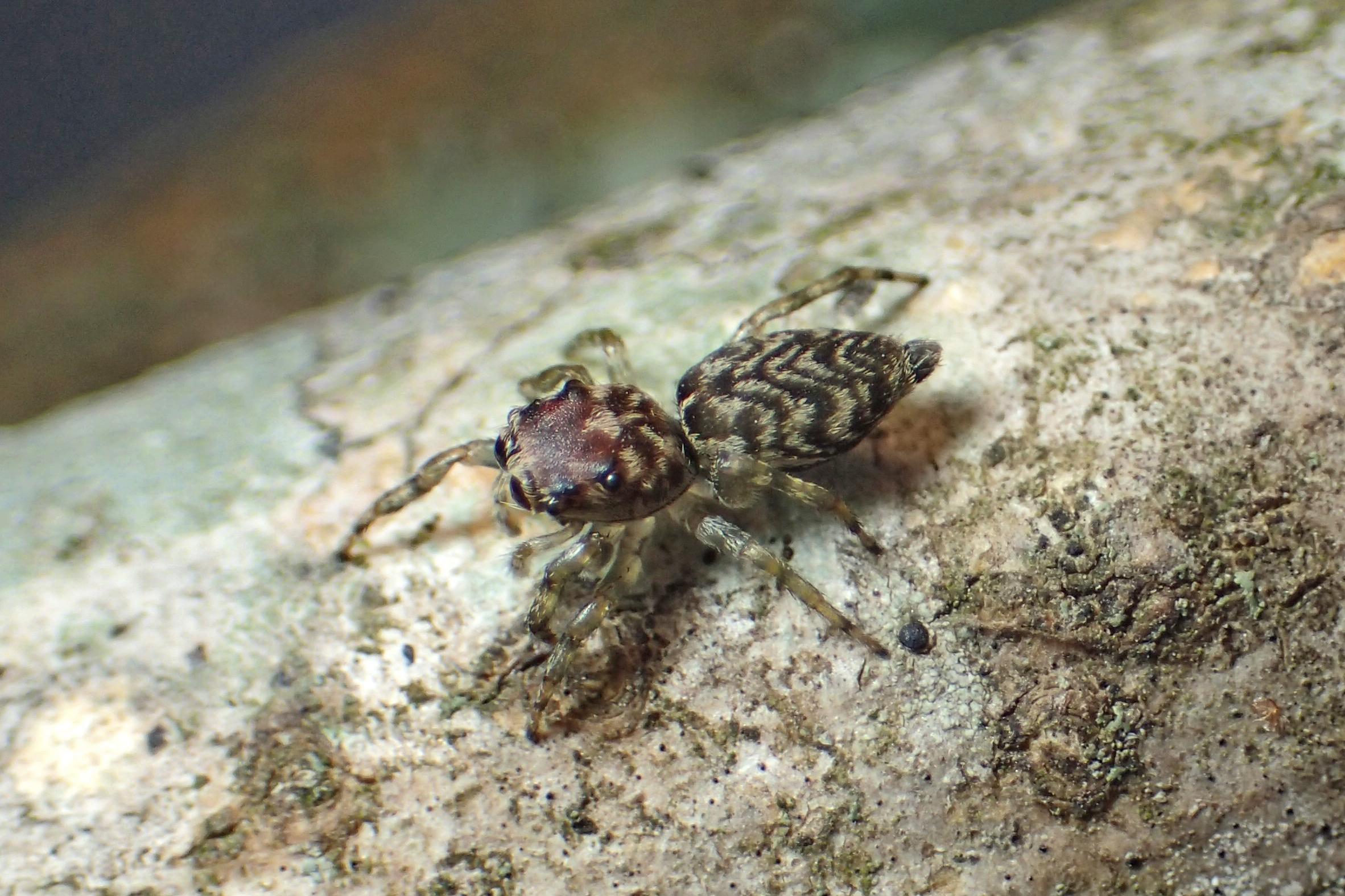 Female Guriurius minuano