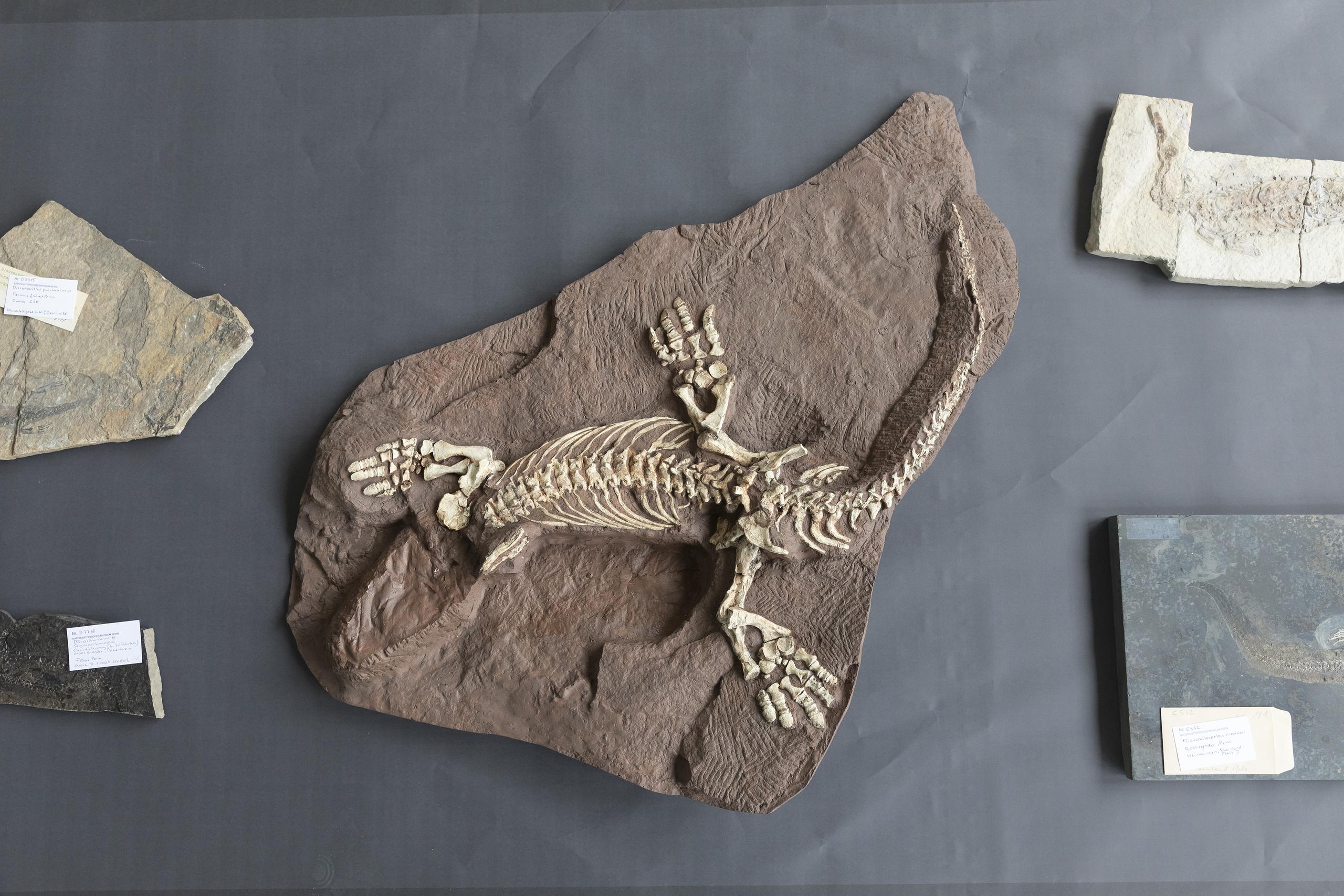Fossilien für Mensch, Erde!