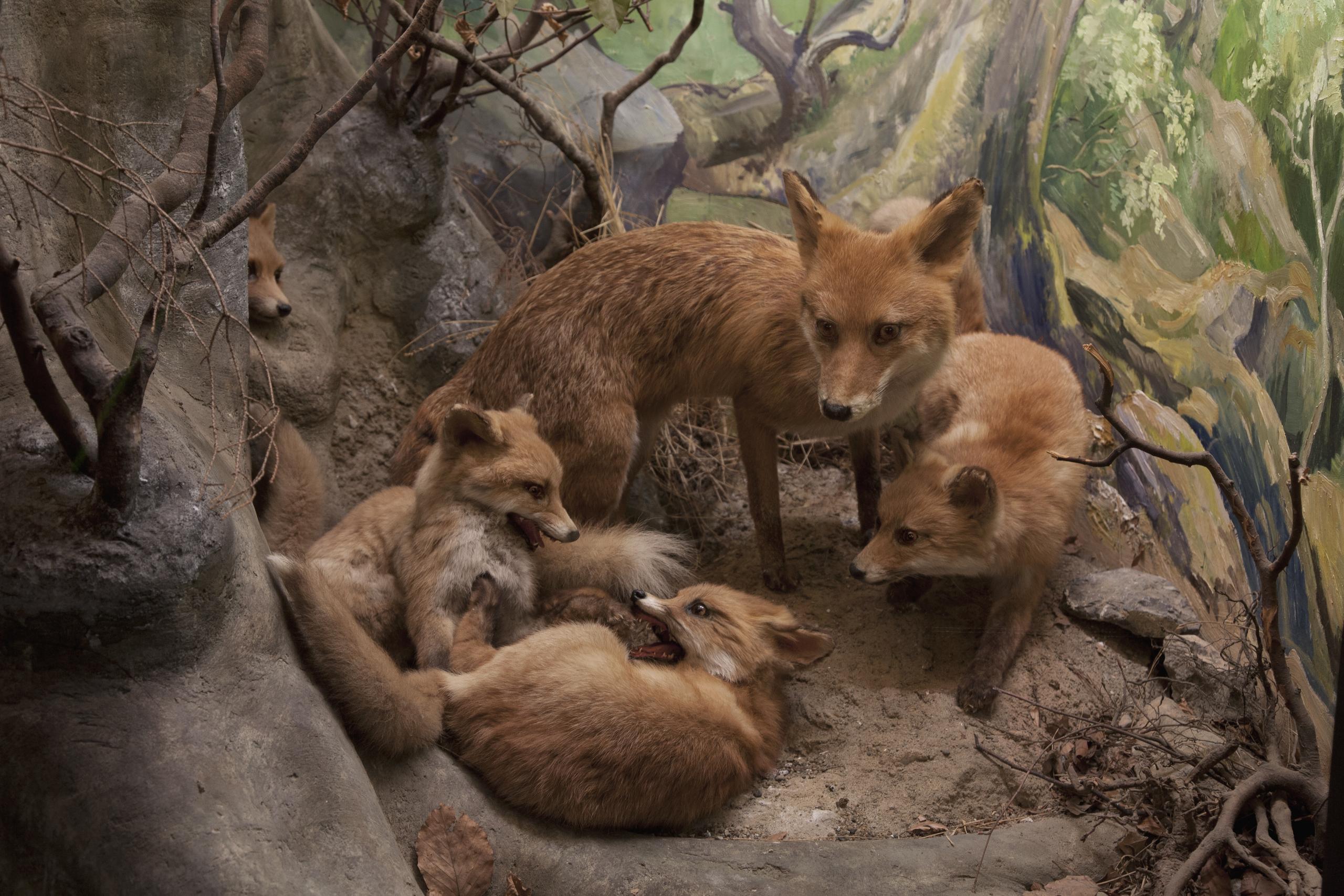 Tiere der Schweiz NMBE Naturhistorisches Museum Schweiz