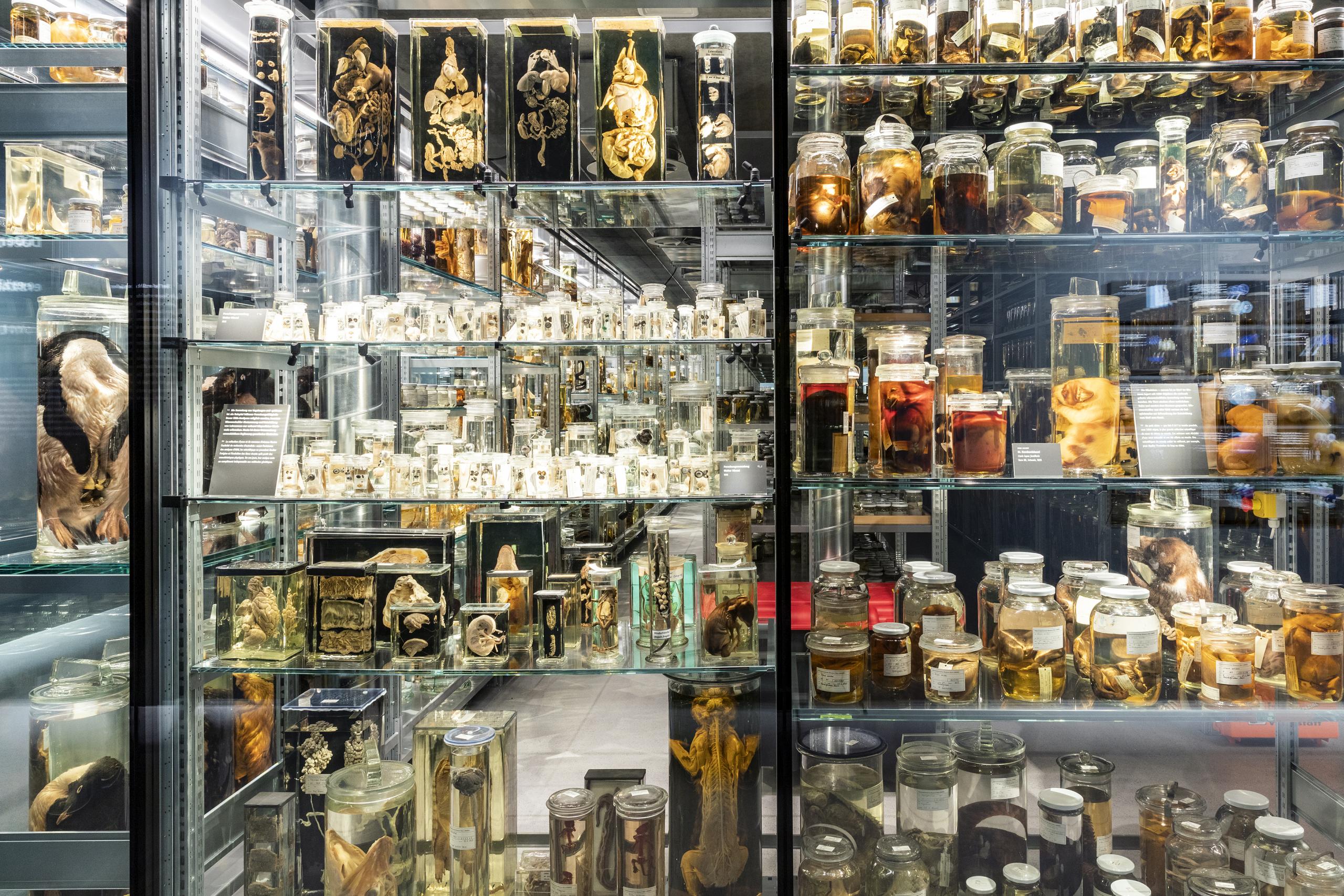 Wunderkammer Ausstellungsansichten