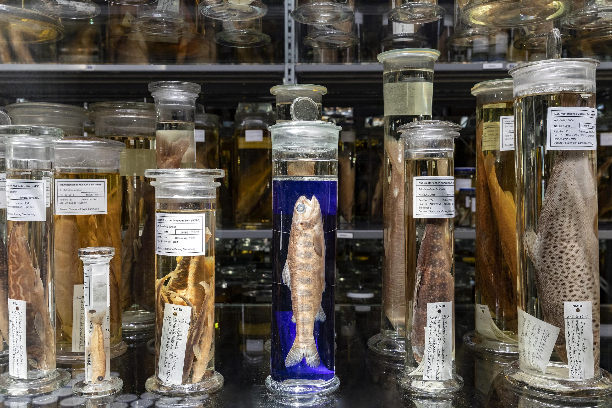 Naturhistorisches Museum Wunderkammer Schausammlung