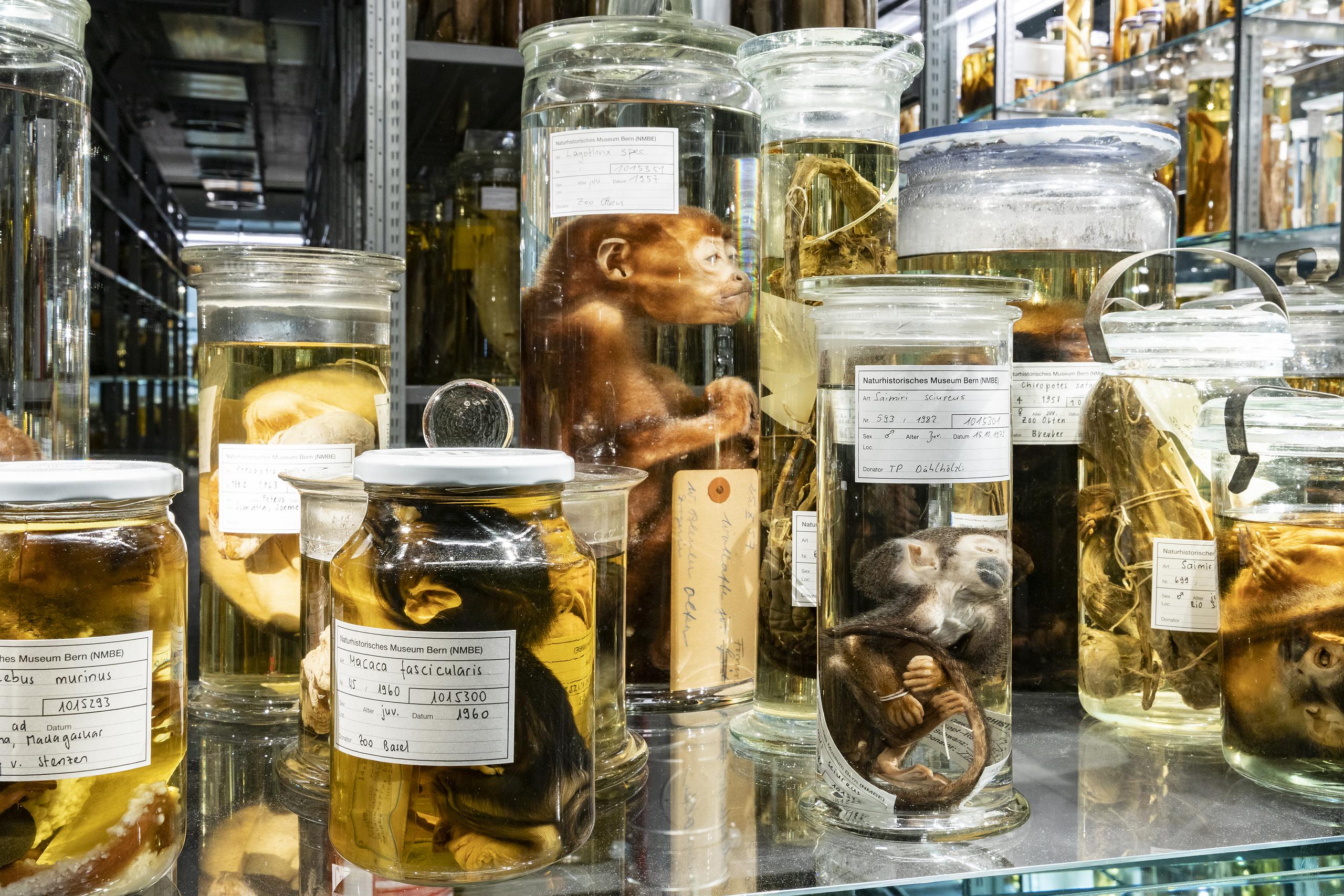 Naturhistorisches Museum Wunderkammer Schausammlung