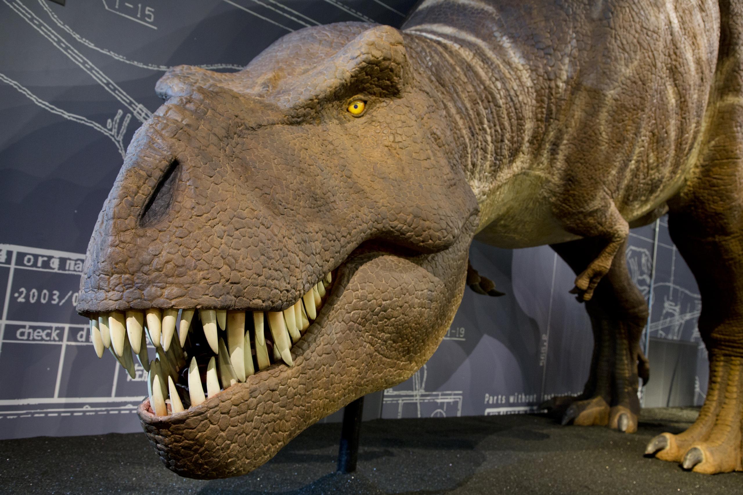 T. rex in voller Grösse.