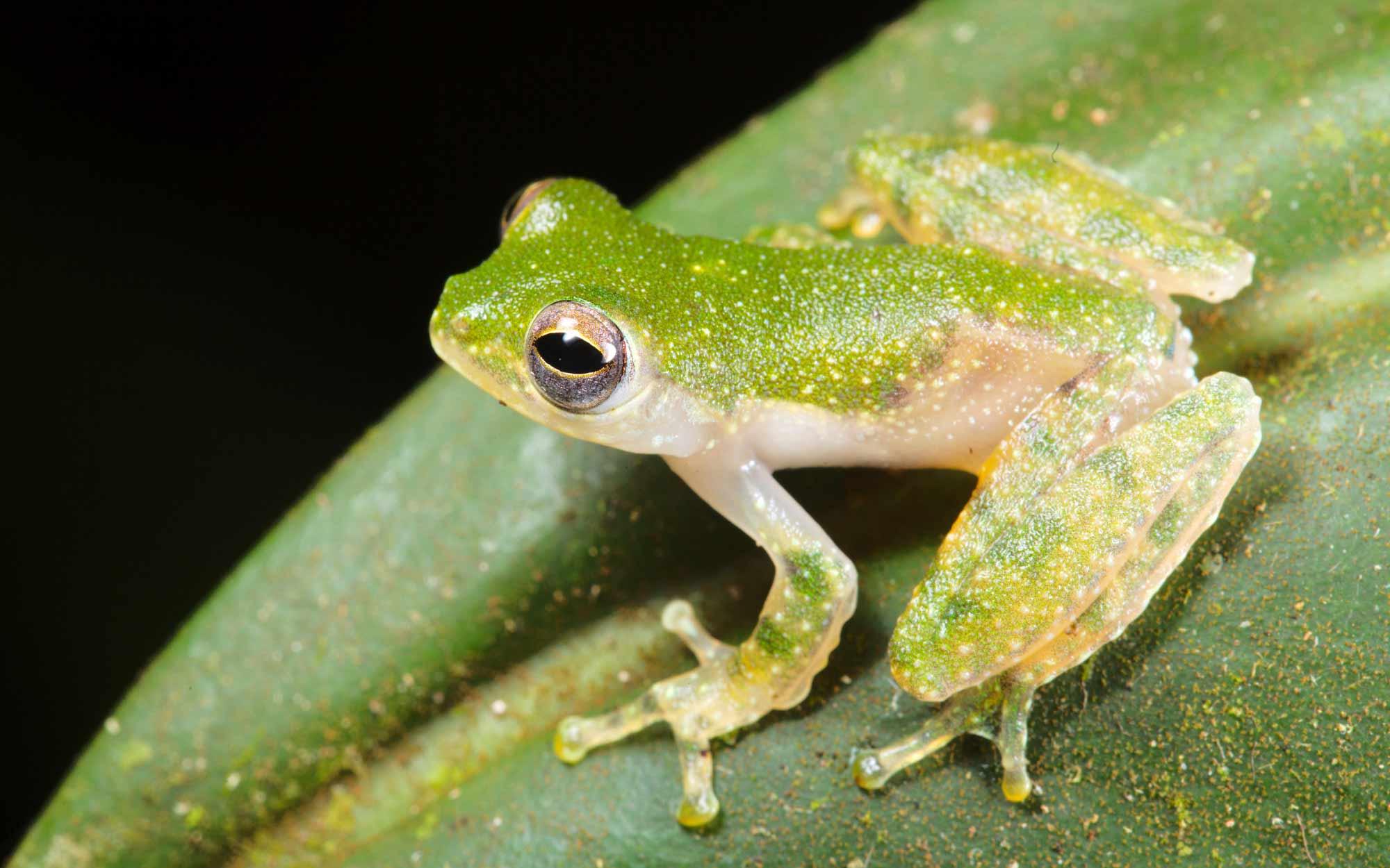 Naturhistorisches Museum Bern, Borneo Expedition, grüner Frosch